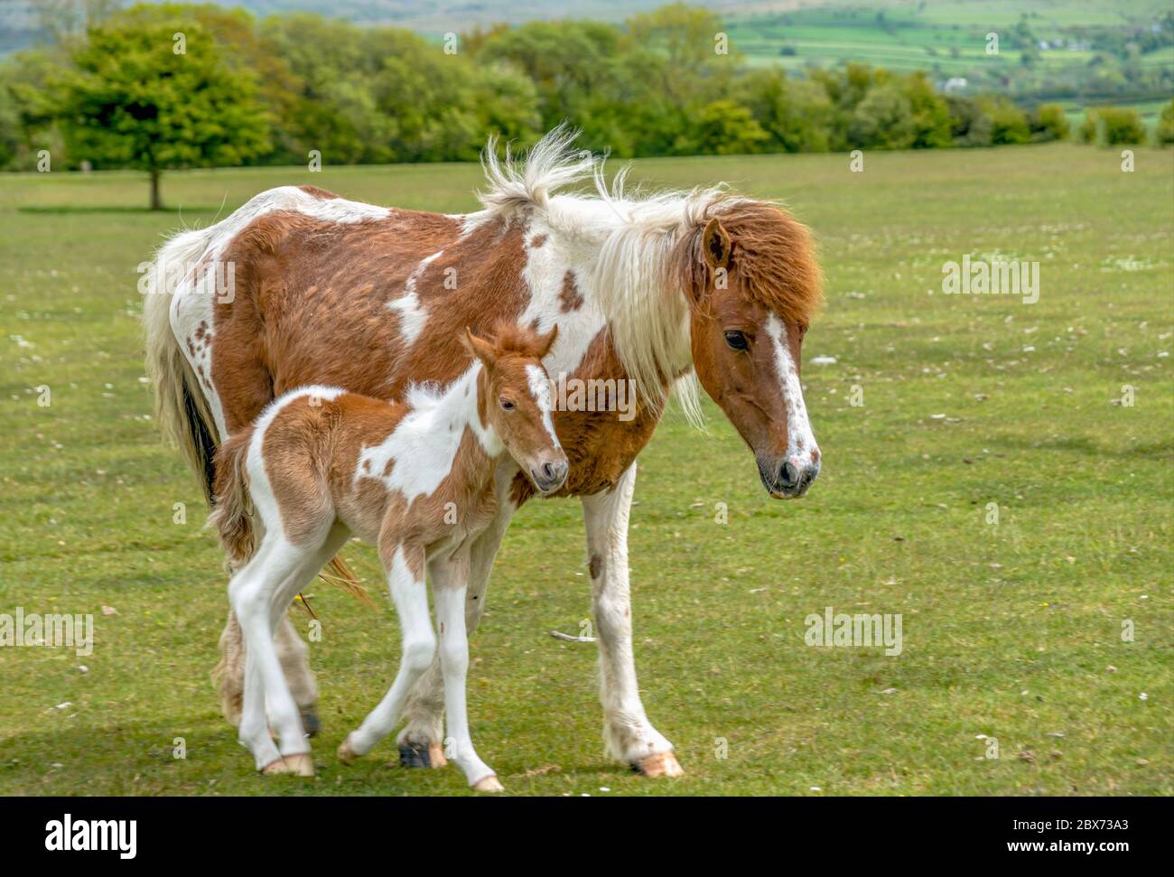 Half Wild Dartmoor Pony Stute mit ihrem Fohlen bei Yelverton, Devon, England Stockfoto