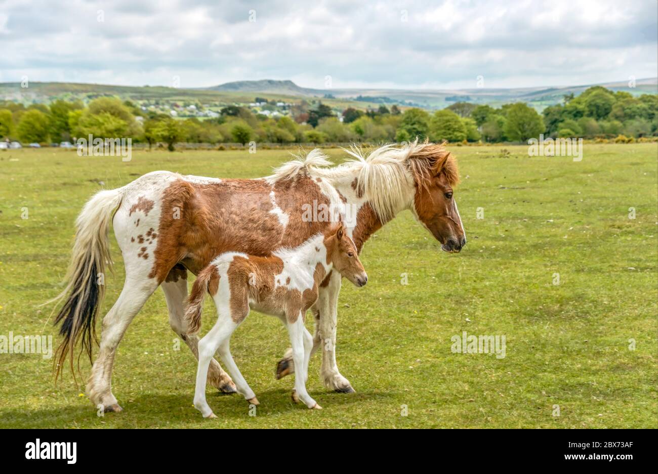 Half Wild Dartmoor Pony Stute mit ihrem Fohlen bei Yelverton, Devon, England Stockfoto