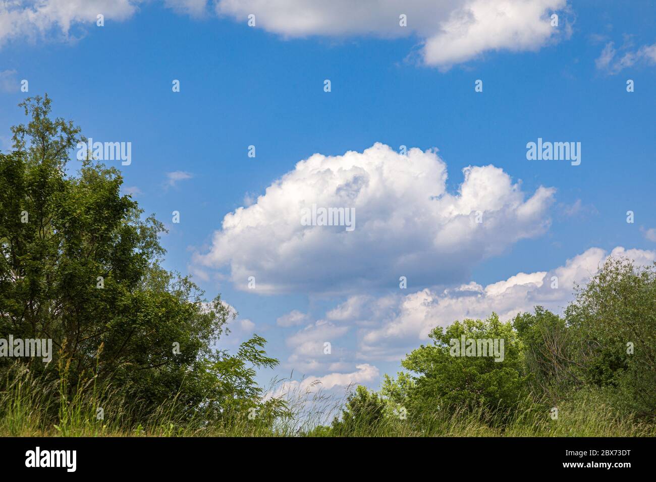 Federweiße Wolke am blauen Himmel über den Baumwipfeln Stockfoto