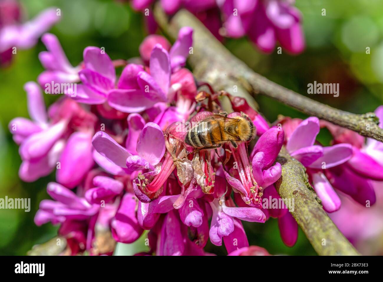 Bienen (Apiformes) auf Judas-Baumzweigen (Cercis siliquastrum) in Blütenansicht, Garden of Buckland Abbey, Yelverston, Devon, England Stockfoto