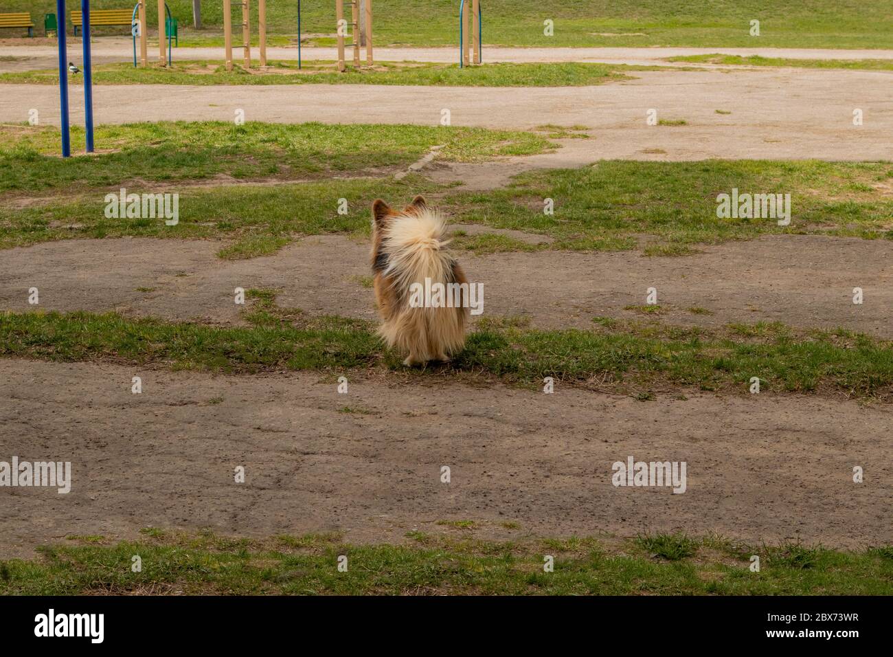 Welsh Corgi Pembroke auf einem Spaziergang entlang der Strecke an der Leine Stockfoto