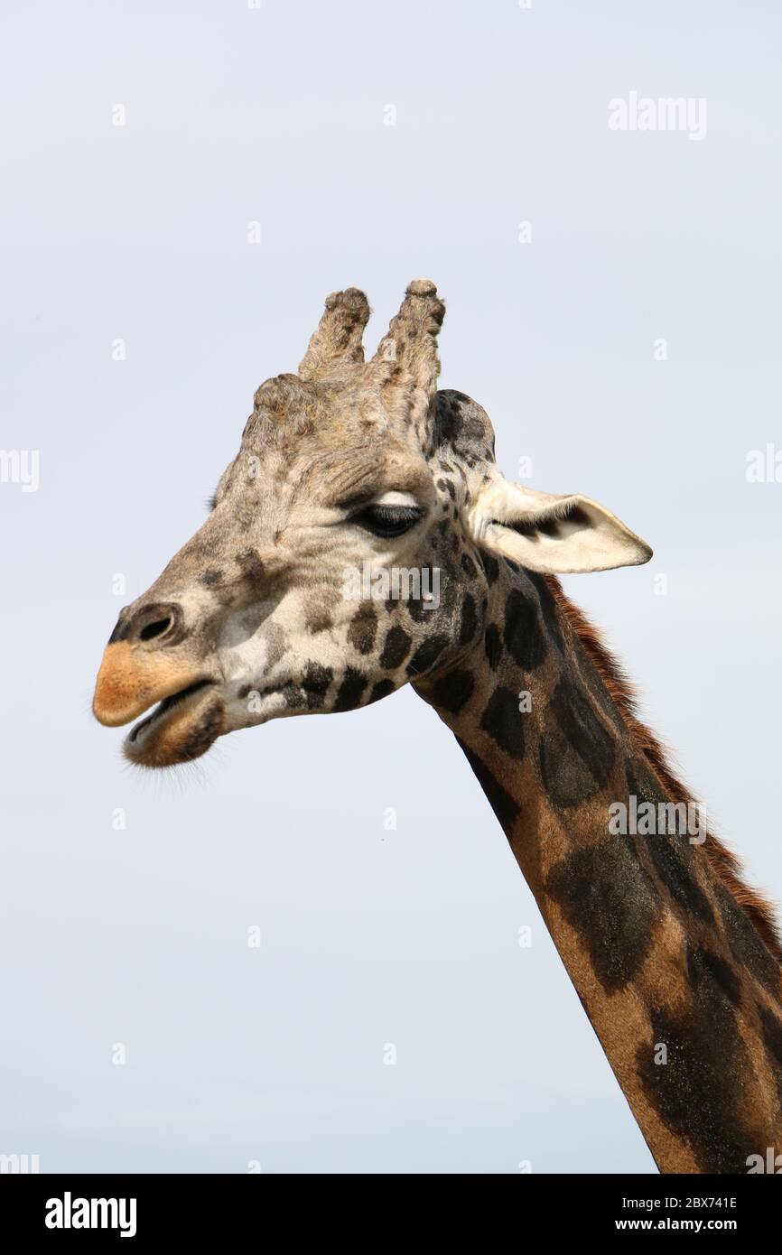 Ein Giraffenportrait aus nächster Nähe Stockfoto