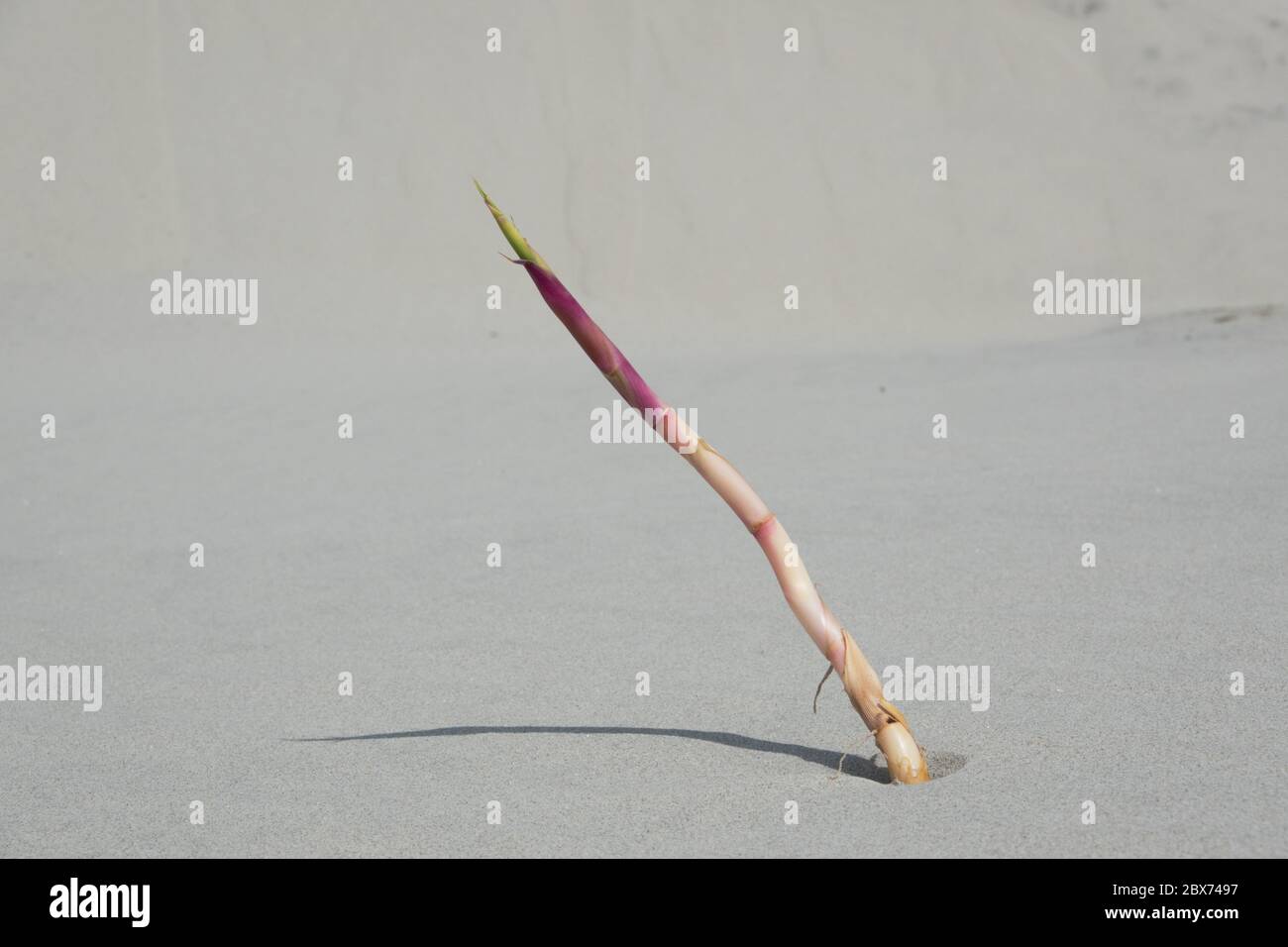 Rhizome von Marram Gras mit frischem Shoot aus wechselnden Dünensand Stockfoto