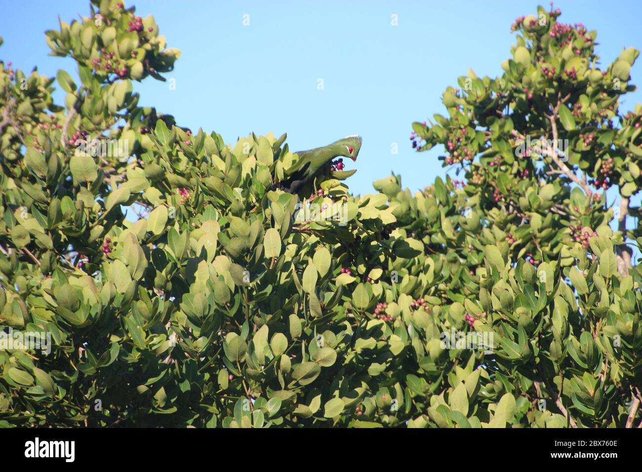 Ein Knysna Turaco, oder Loerie, sitzt in einem tropischen Baum. Der Vogel ist endemisch in Südafrika. In Den Felsen, In Der Nähe Von Plettenberg Bay, Südafrika, Afrika. Stockfoto