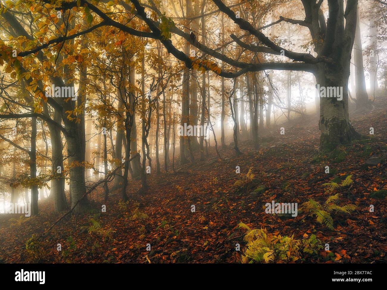 Ein nebeliger fantastischer Herbstwald. Die Buchen sind im Nebel Stockfoto