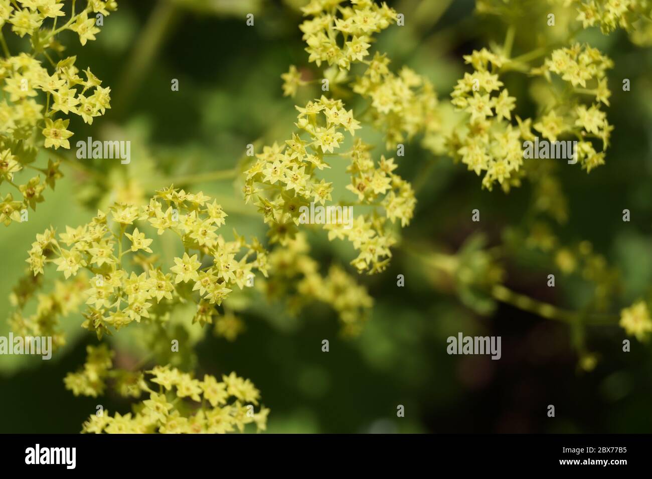 Nahaufnahme einer gelben Blume, dunkler Hintergrund magisches Grün. Hochwertige Foto, dunkelgrün und leuchtend gelbe Sonnenblume Stockfoto