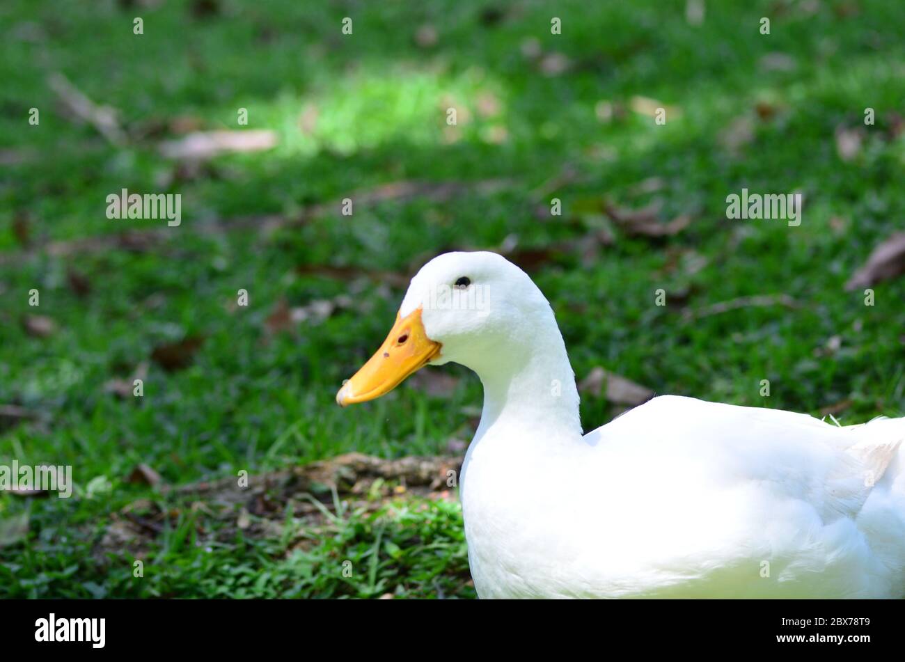 Schöne weiße Dame Ente zu Fuß in Gras Stockfoto