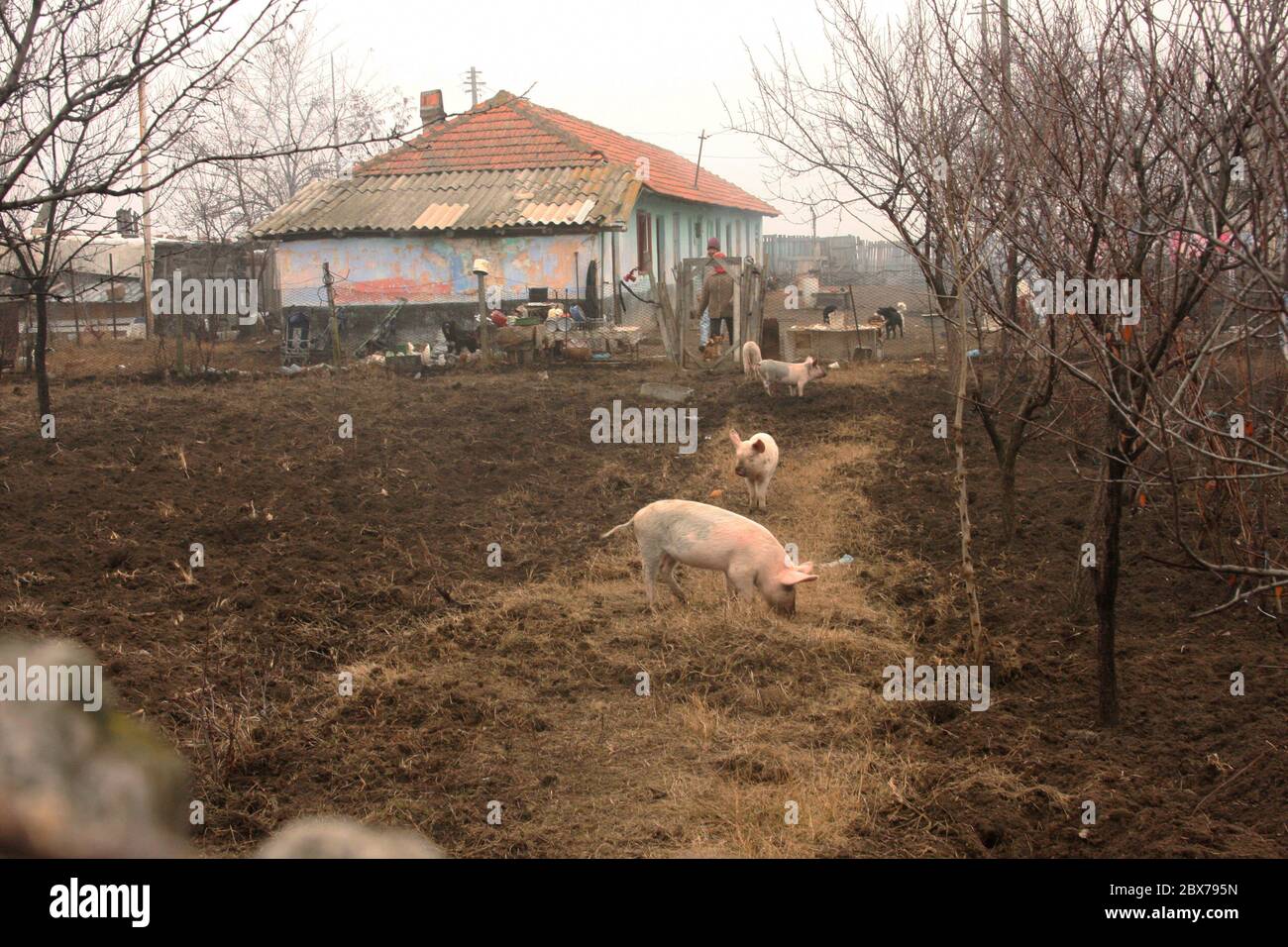 Ländliche Immobilien in Silistea Gumesti, Rumänien. Einfache Wohnung mit Haustieren im Hof. Stockfoto