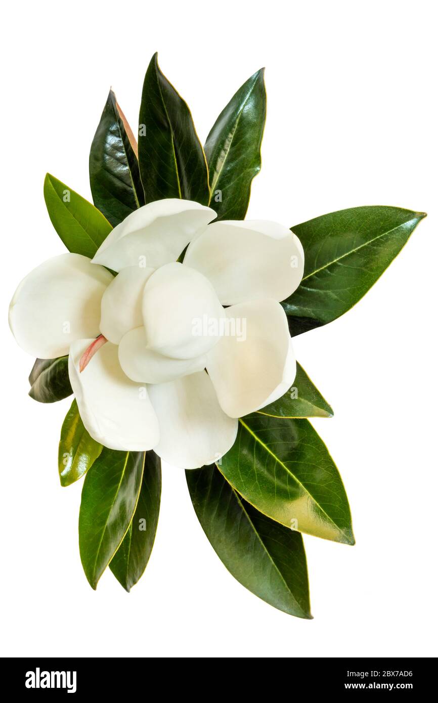 Kleines Juwel Magnolie. Zwergsorte der Magnolia Grandiflora. Auch Evergreen, Bull Bay, Laurel und Lobolly genannt. Nahaufnahme Bild der Blume mit verlassen Stockfoto