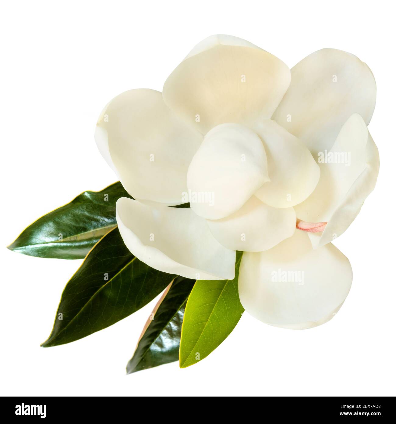 Kleines Juwel Magnolie. Zwergsorte der Magnolia Grandiflora. Auch Evergreen, Bull Bay, Laurel und Lobolly genannt. Nahaufnahme Bild der Blume mit verlassen Stockfoto