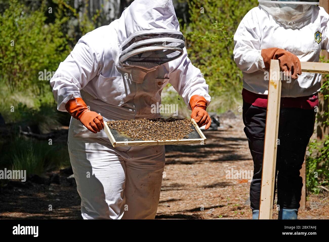 Ein in Schutzkleidung gekleideter Bienenhalter bewegt einen Rahmen aus westlichen Honigbienen und einer Königinnenbiene in einen neuen Bienenstock. Die Bienen sind in Sunriver, Oregon. Stockfoto