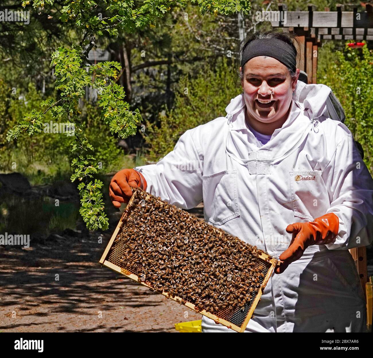 Ein in Schutzkleidung gekleideter Bienenhalter bewegt einen Rahmen aus westlichen Honigbienen und einer Königinnenbiene in einen neuen Bienenstock. Die Bienen sind in Sunriver, Oregon. Stockfoto