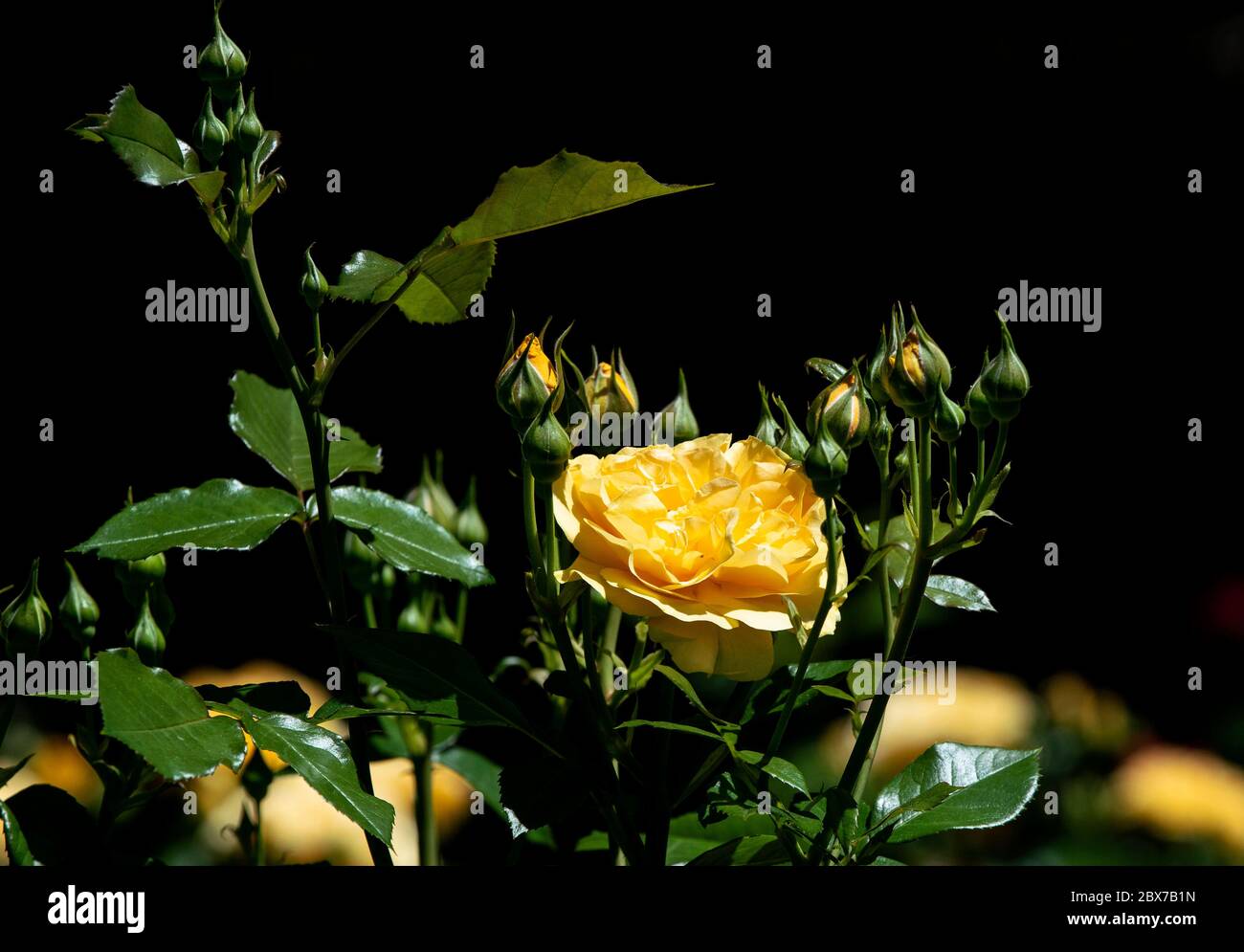 Rosenblüten und eine gelbe Rose Stockfoto