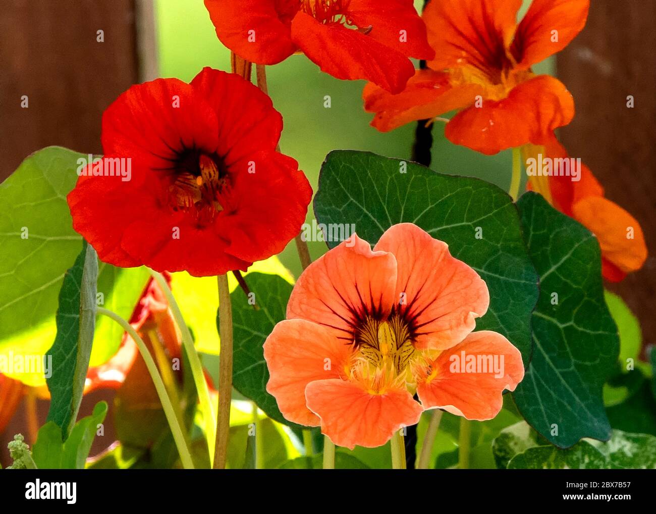 Orange, gelb und grün Stockfoto