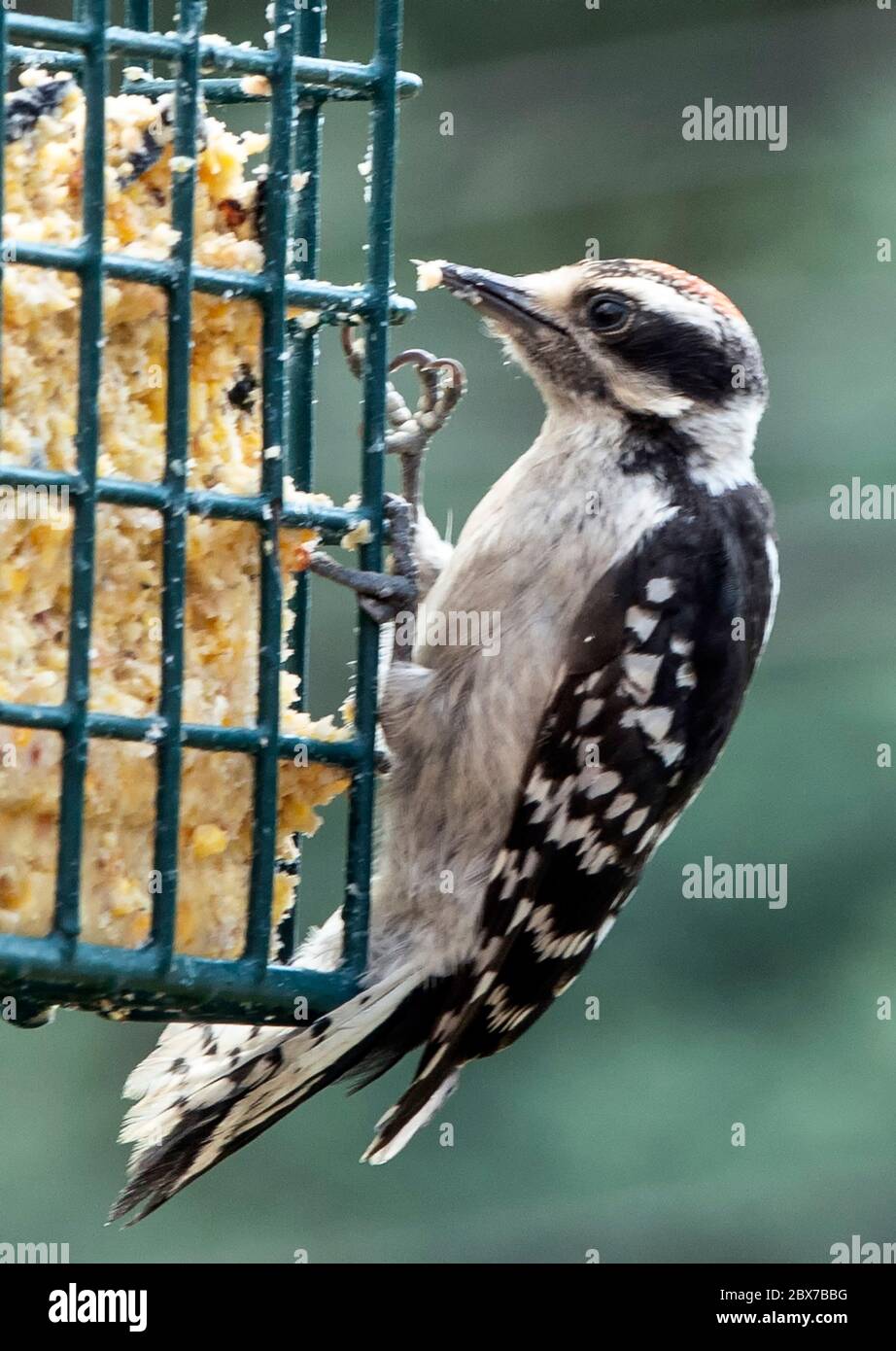 Specht füttert auf Suet Stockfoto