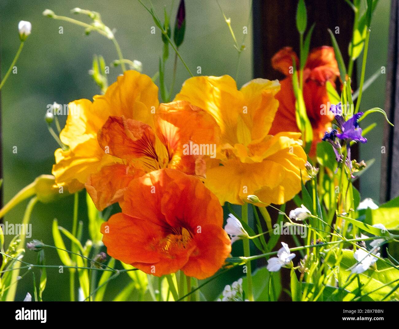 Leuchtend orange und gelbe Blüten Stockfoto