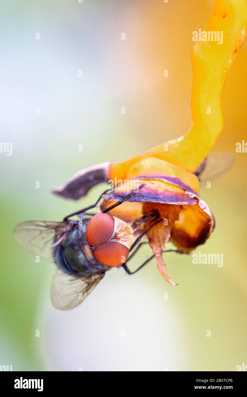 Echte Fliegen sind Insekten der Ordnung Diptera, deren Name vom griechischen δι- di-'two' und πτερόν pteron 'wing' abgeleitet ist. Stockfoto