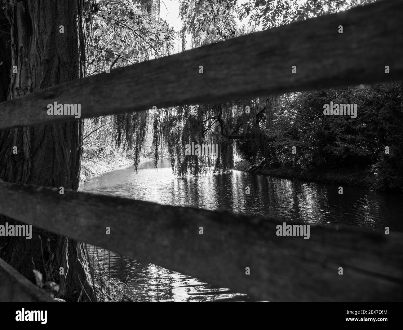 Weidenbaum ragt in einen Fluss, schwarz und weiß, durch Zaun geschossen Stockfoto