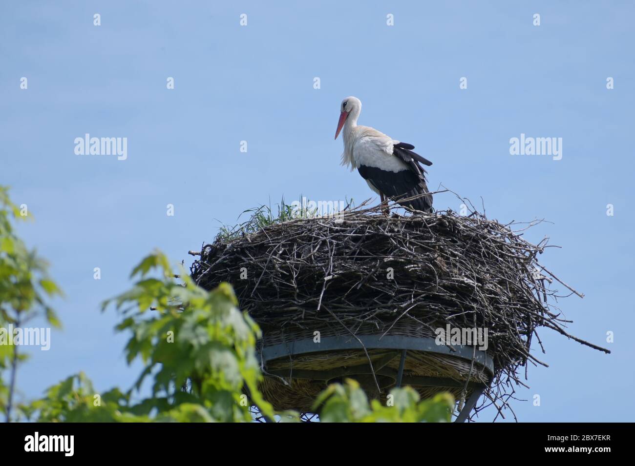 Weißstorch (Ciconia ciconia) auf dem Nest auf einer Stange mit einer künstlichen Plattform, wird der große Vogel vom Überwinterungsgebiet zurückgebracht und wartet auf seine Stockfoto