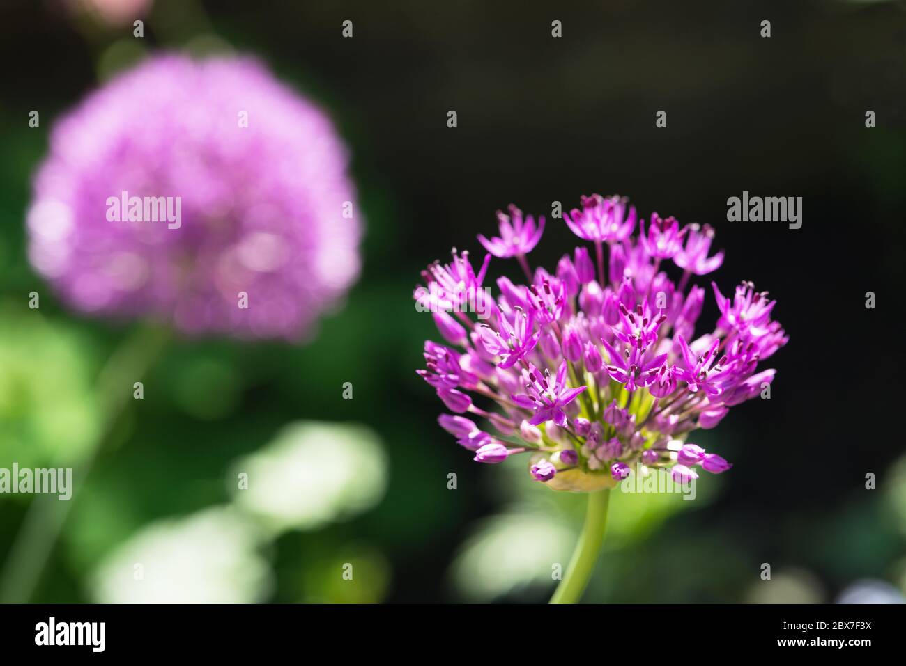 Blühender, purpurner Allium Stockfoto