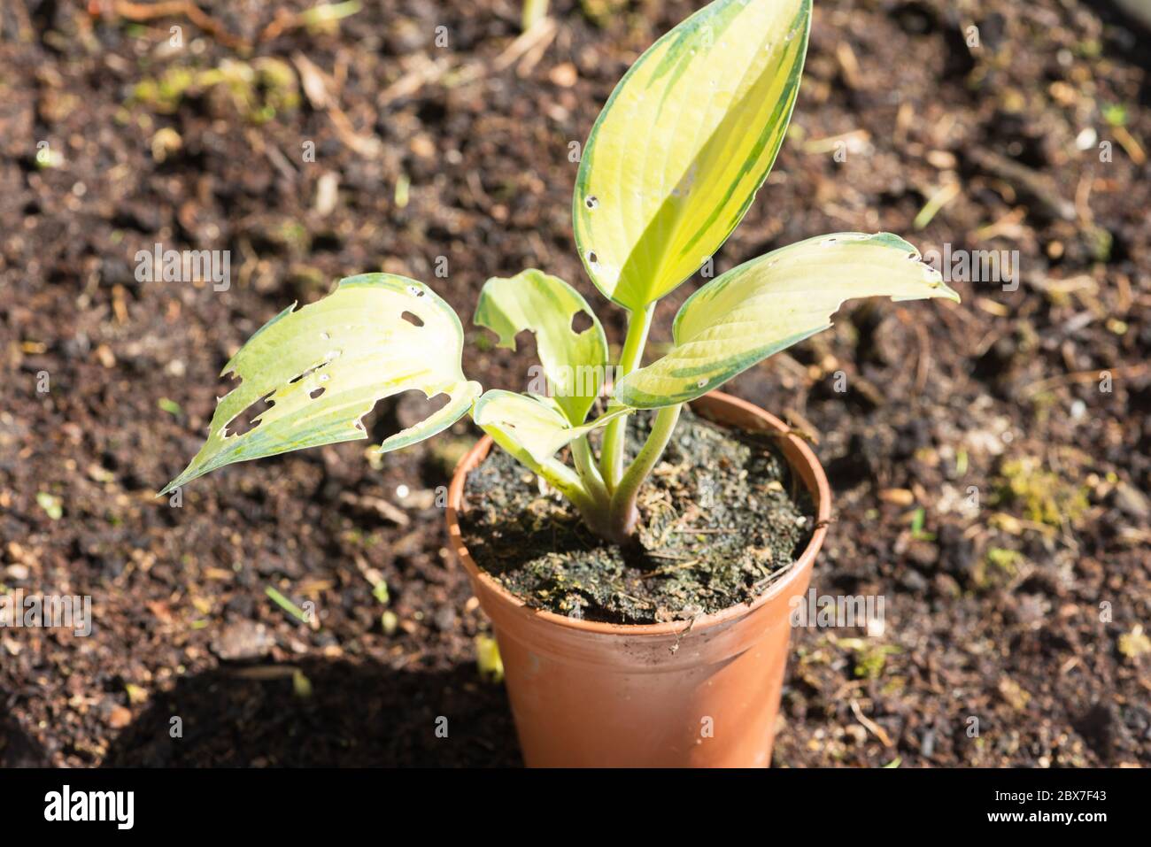 Eine junge Hosta Pflanze mit Blättern, die von Schnecken gefressen werden Stockfoto