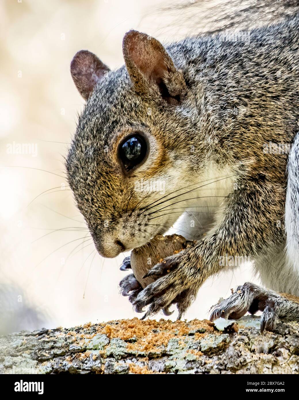 Profil eines Eichhörnchens, das eine Nuss isst Stockfoto