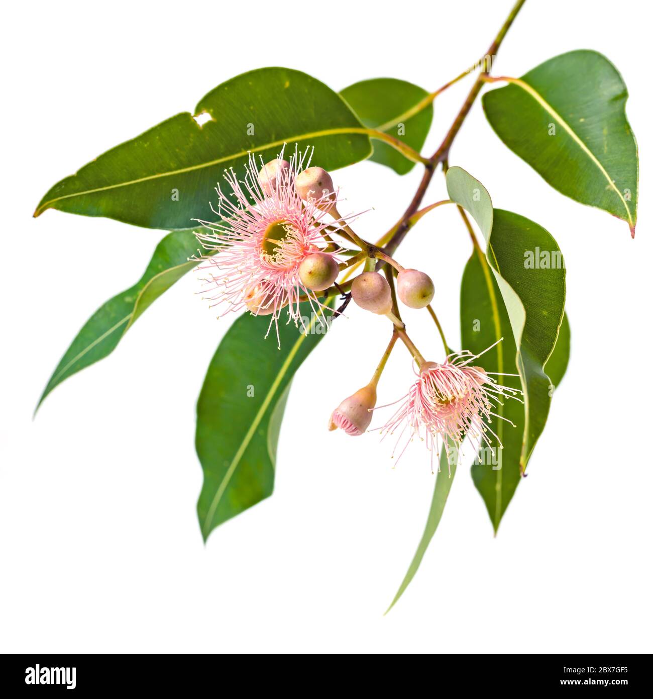 Rosa Eukalyptusblüten mit Knospen und Blättern, isoliert auf weißem Hintergrund Stockfotografie
