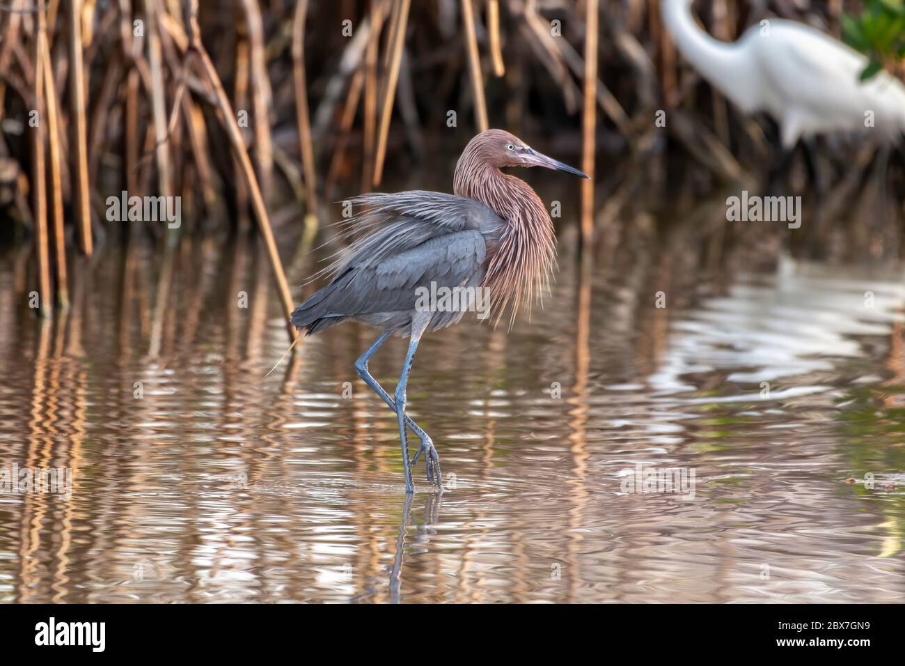 Rötliche Reiher flufft seine Federn Dominanz in den untiefen Gewässern eines Teiches in Florida zu zeigen Stockfoto