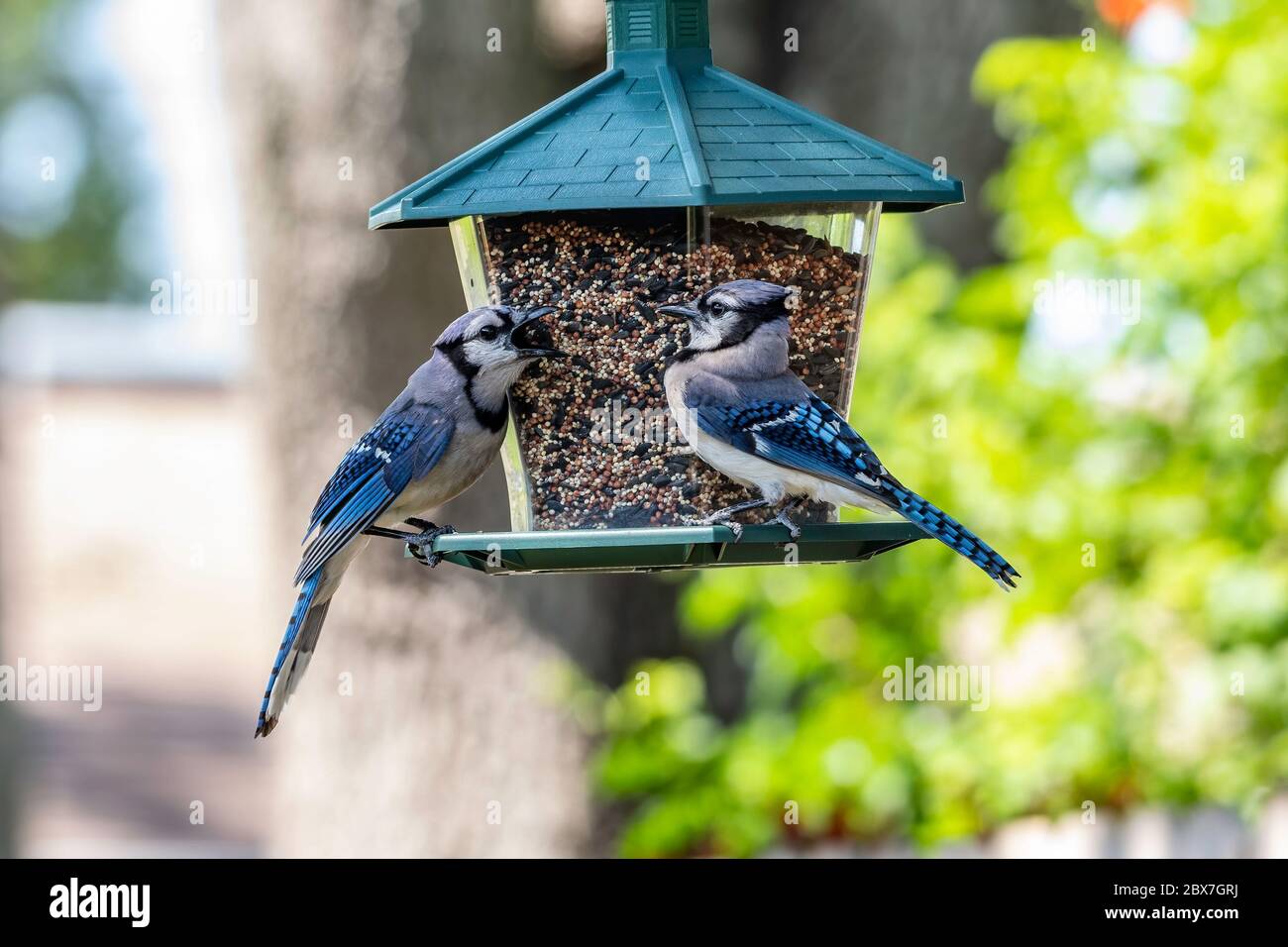 Zwei blaue Eichelhäher kämpfen am Vogelfutterhäuschen Stockfoto