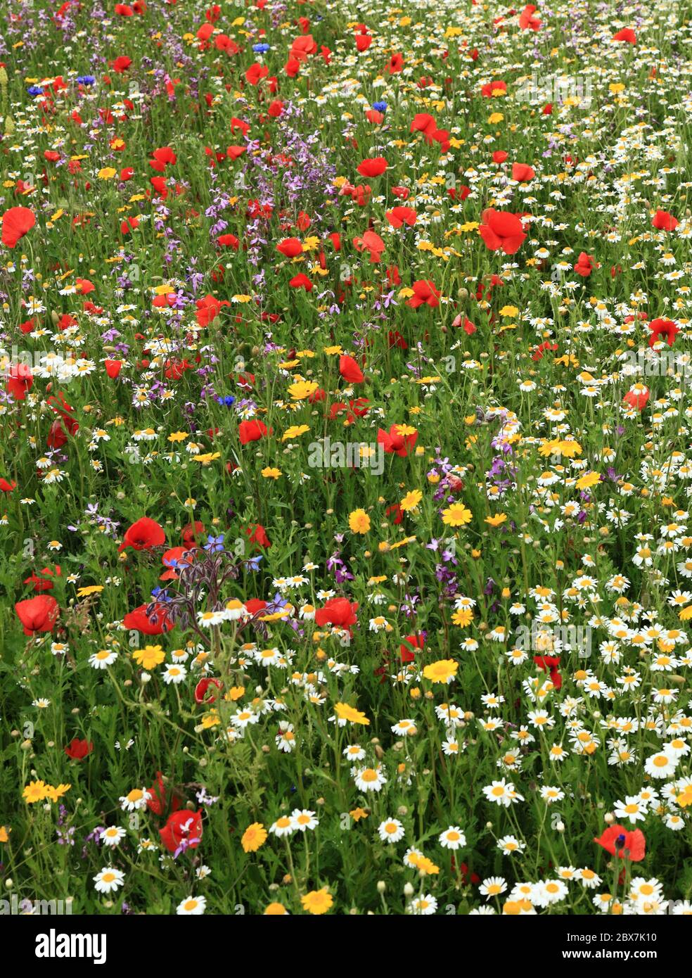 Mohn, Gänseblümchen, Kornblume, Wildblumen, Bordüre, Garten Stockfoto