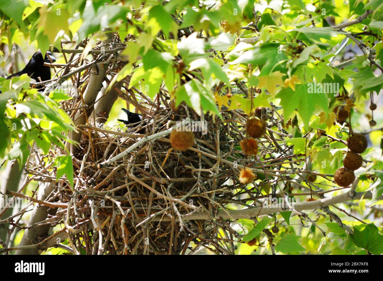 Vogel nisten in den Baum und Saatkrähen Stockfoto