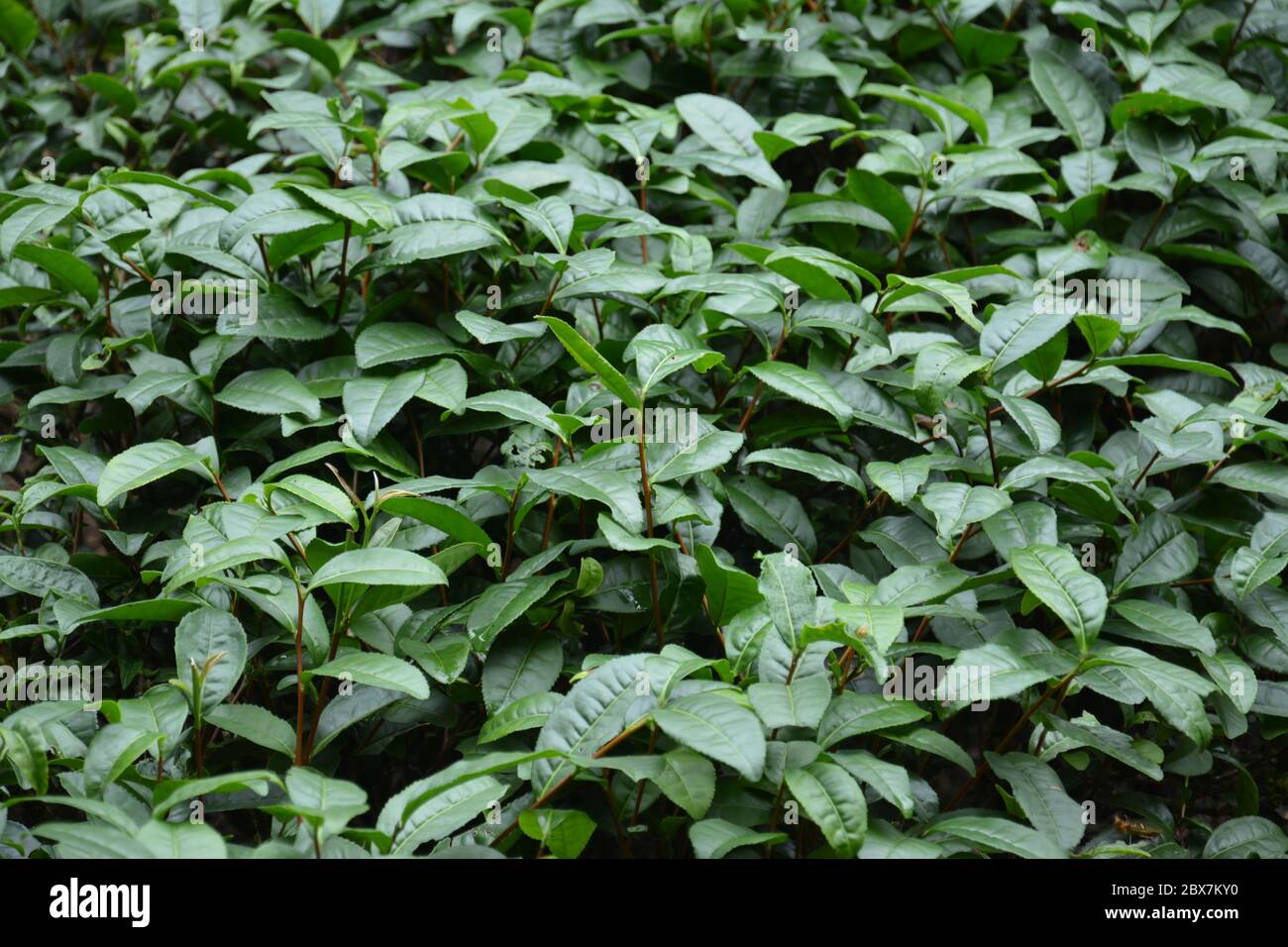 Öliger grüner Teebaum in Fujian China Stockfoto