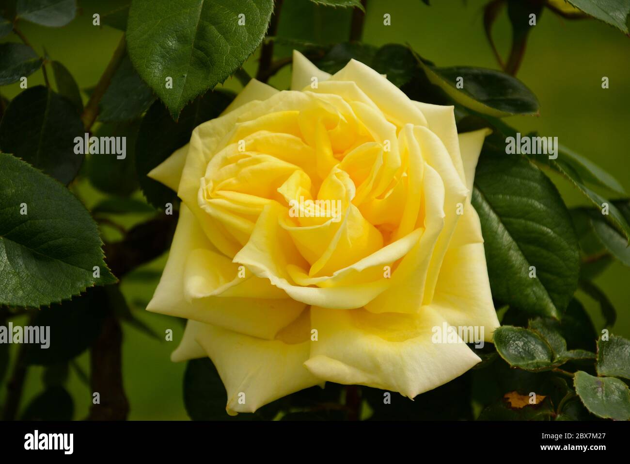 Gelbe Rosenblüte im Garten im Frühling Stockfoto