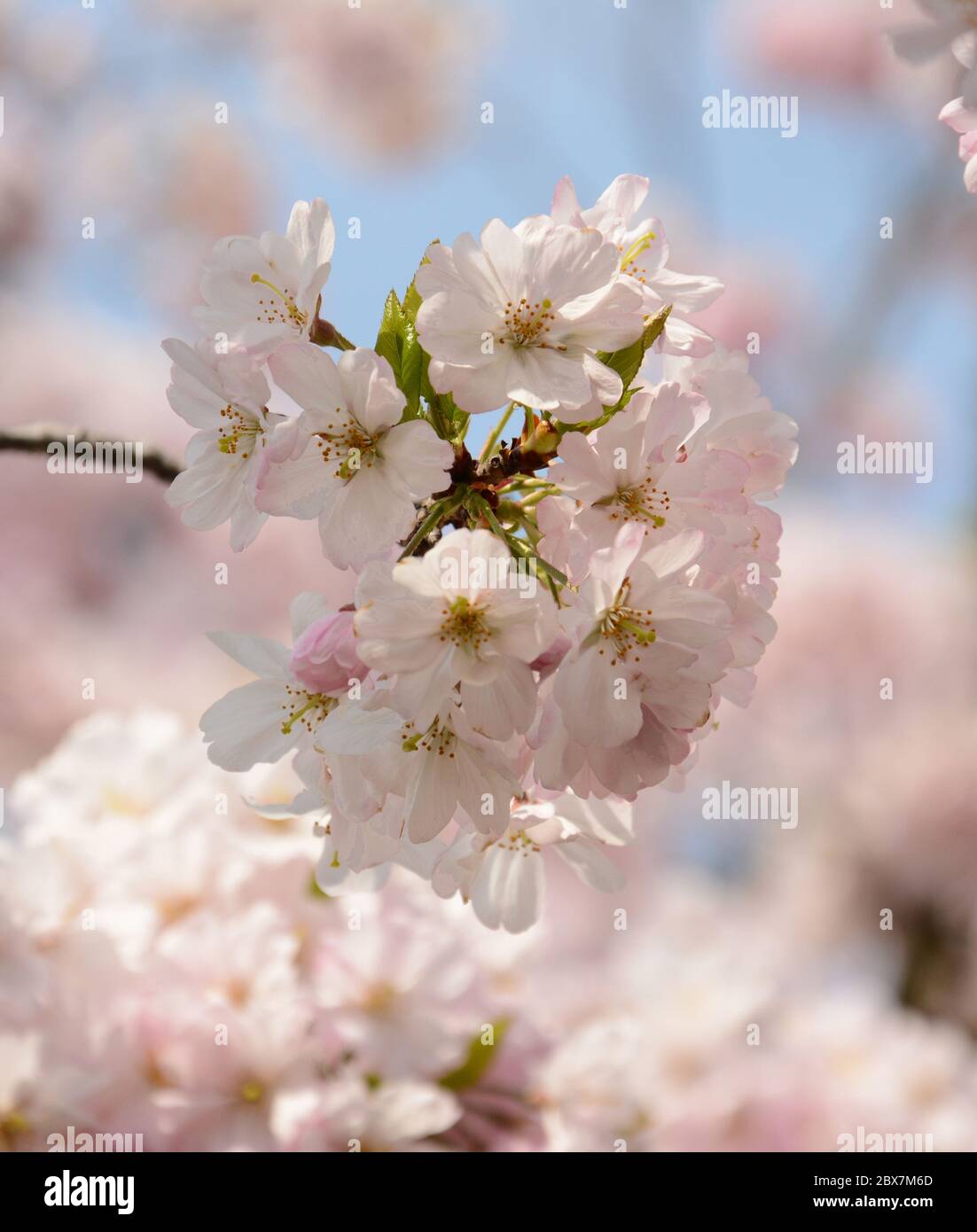 Hellrosa Sakura blühen im April Japan an warmen sonnigen Tagen Stockfoto