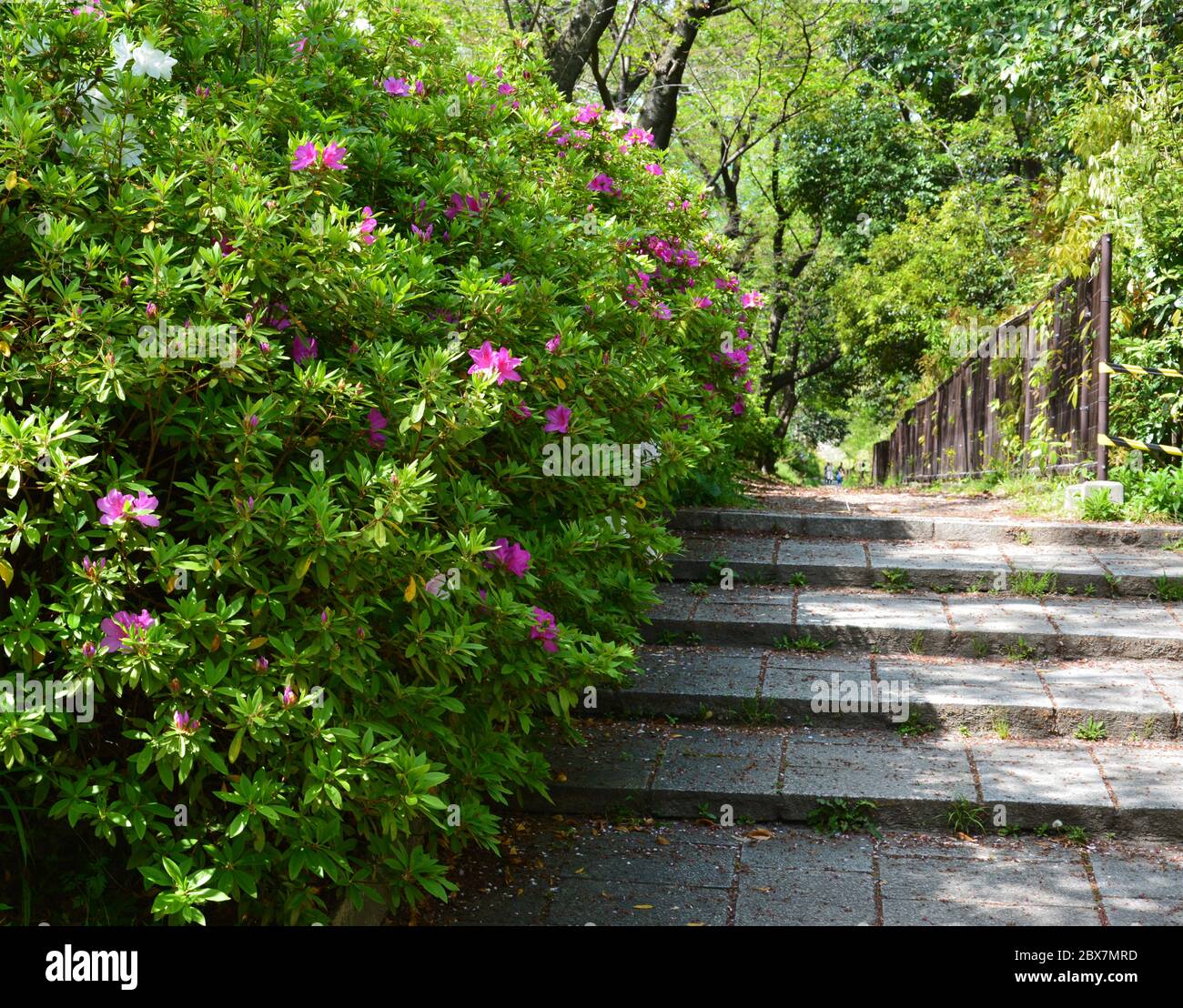 Stufen mit Blumen in der Nähe an sonnigen Tagen Stockfoto