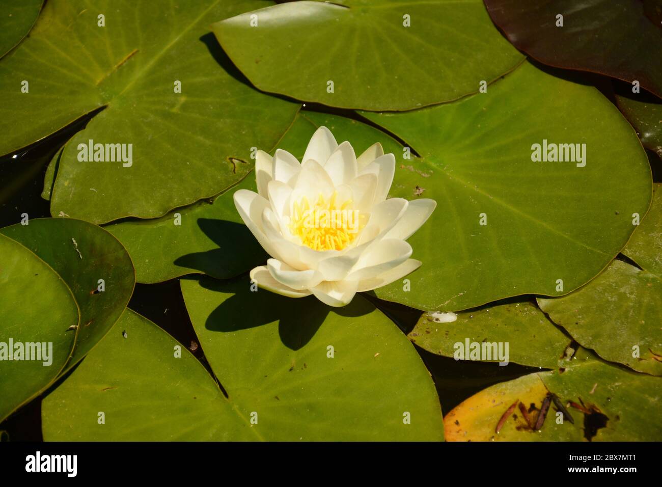 Weißer Lotus mit gelben Staubgefäßen an sonnigen Tagen Stockfoto