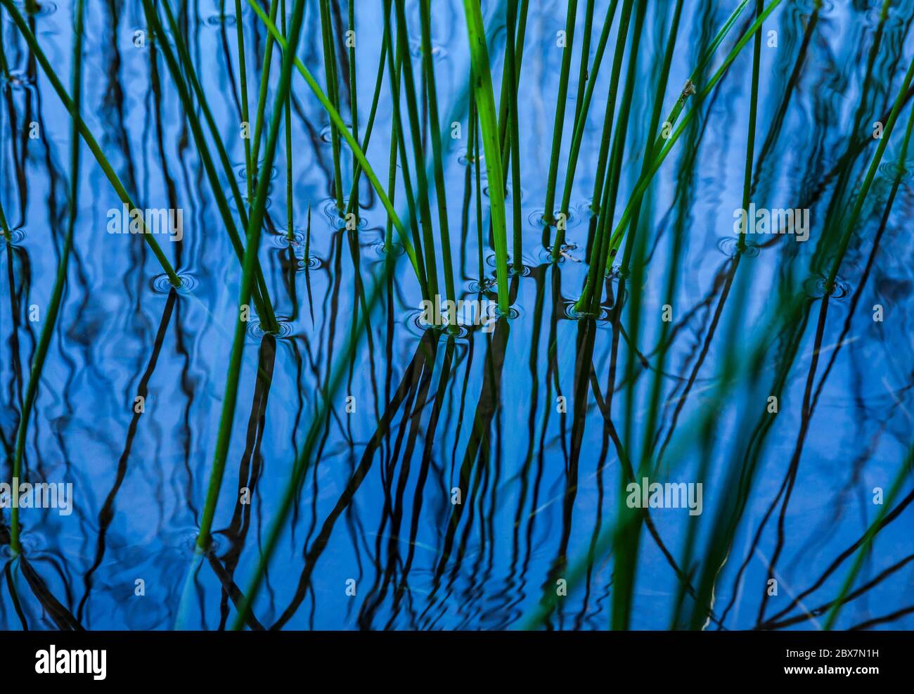 Schilf wächst am Rande eines Sees und erzeugt ein komplexes Muster von Linien im reflektierenden Wasser. Stockfoto