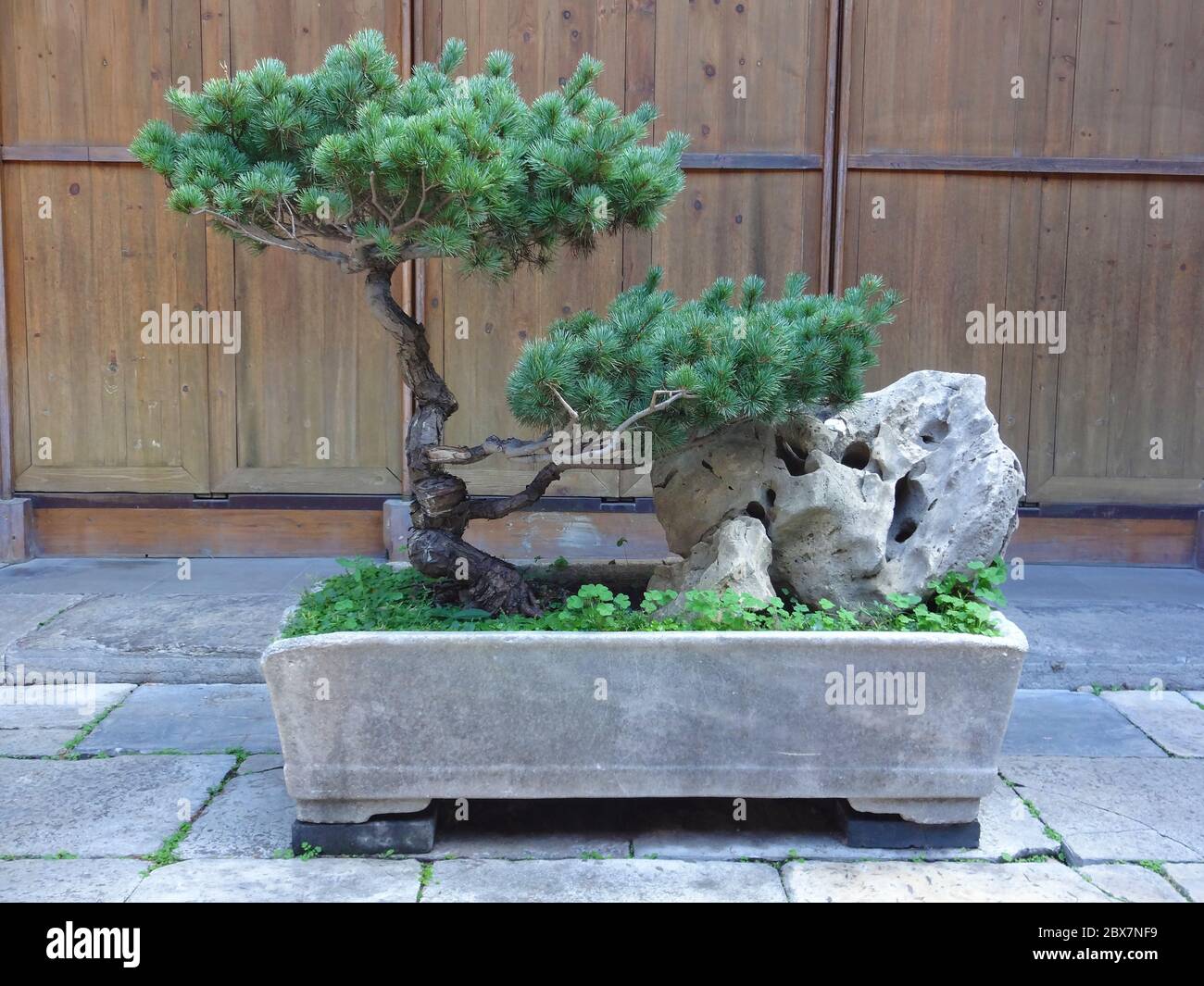 Bonsai mit Kiefer und Stein Stockfoto