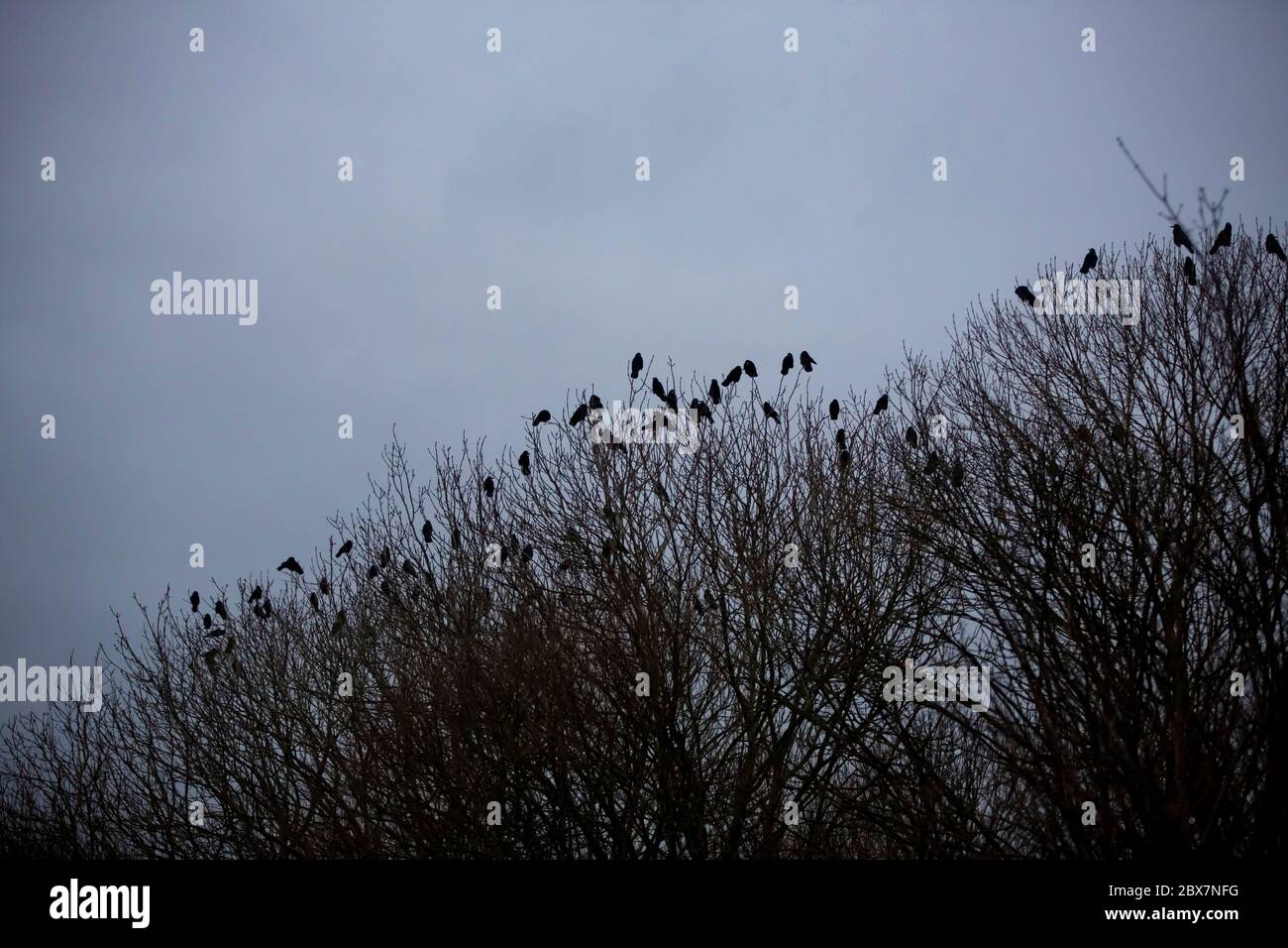 Krähen brüllen im Winter Stockfoto