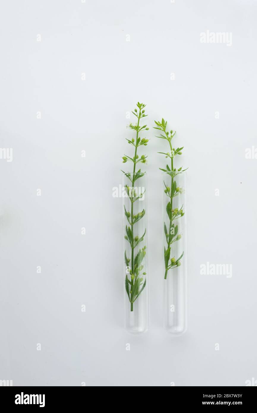 Zwei Glaswissenschaftliches Reagenzglas mit organischer grüner Wildpflanze für die Biotechnologie-Forschung auf weißem Hintergrund Stockfoto