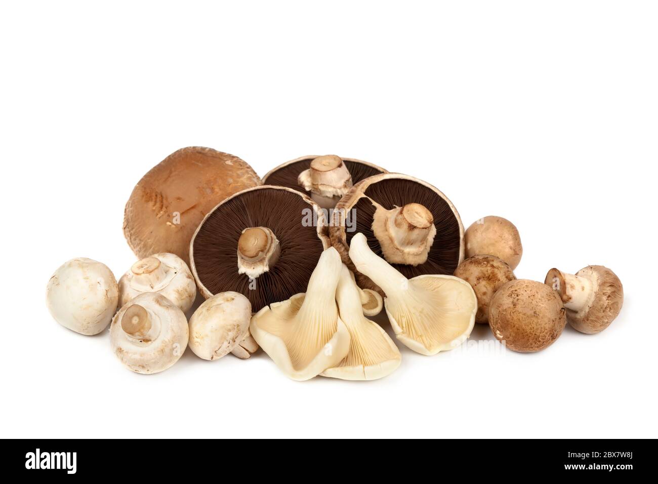 Pilzsorten auf weißem Hintergrund. Enthält portobello, Auster, Knopf und Braun. Stockfoto