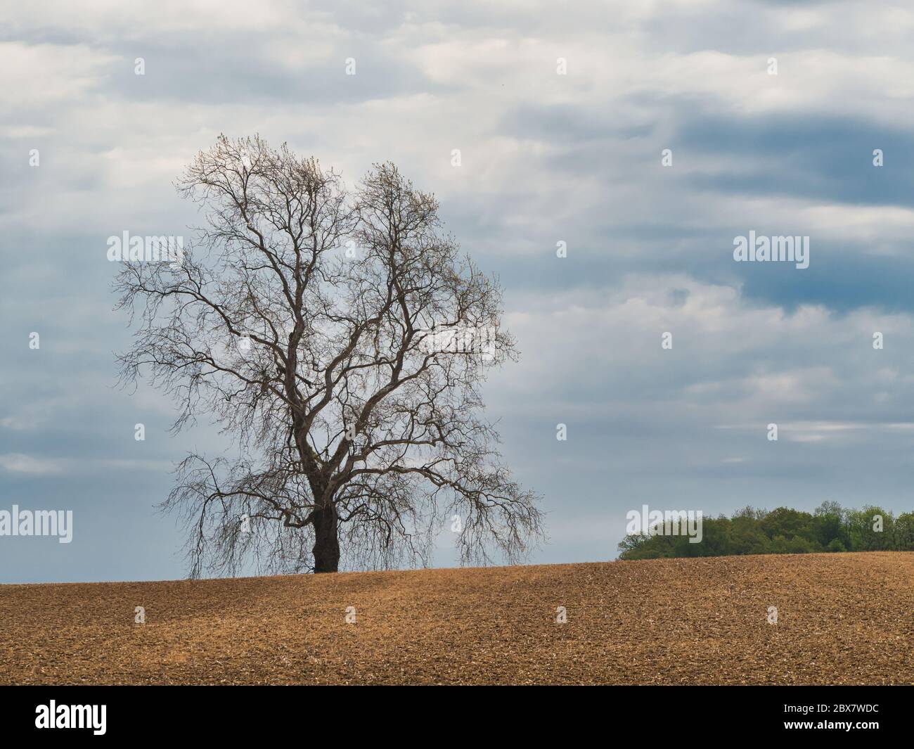 Einsamer Baum mit stürmischem Himmel Hintergrund Stockfoto