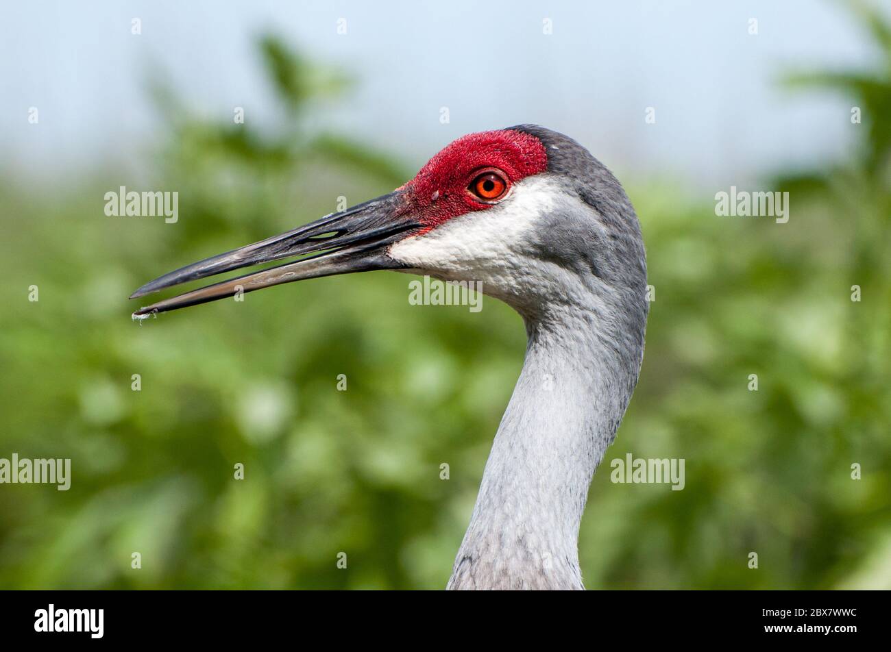Sandhill Kran Nahaufnahme Kopfschuss. Stockfoto