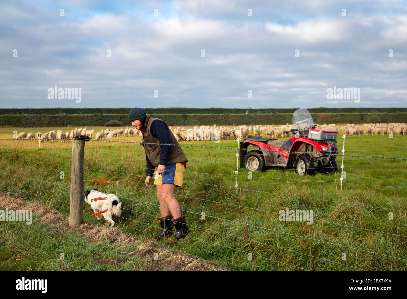 Darfield, Canterbury, Neuseeland, Mai 28 2020: Ein Bauer und sein Schafhund legen in der Schichtpause ein Fechten für Schafe, die mit einem Quad fahren, um auf der Farm herumzukommen Stockfoto