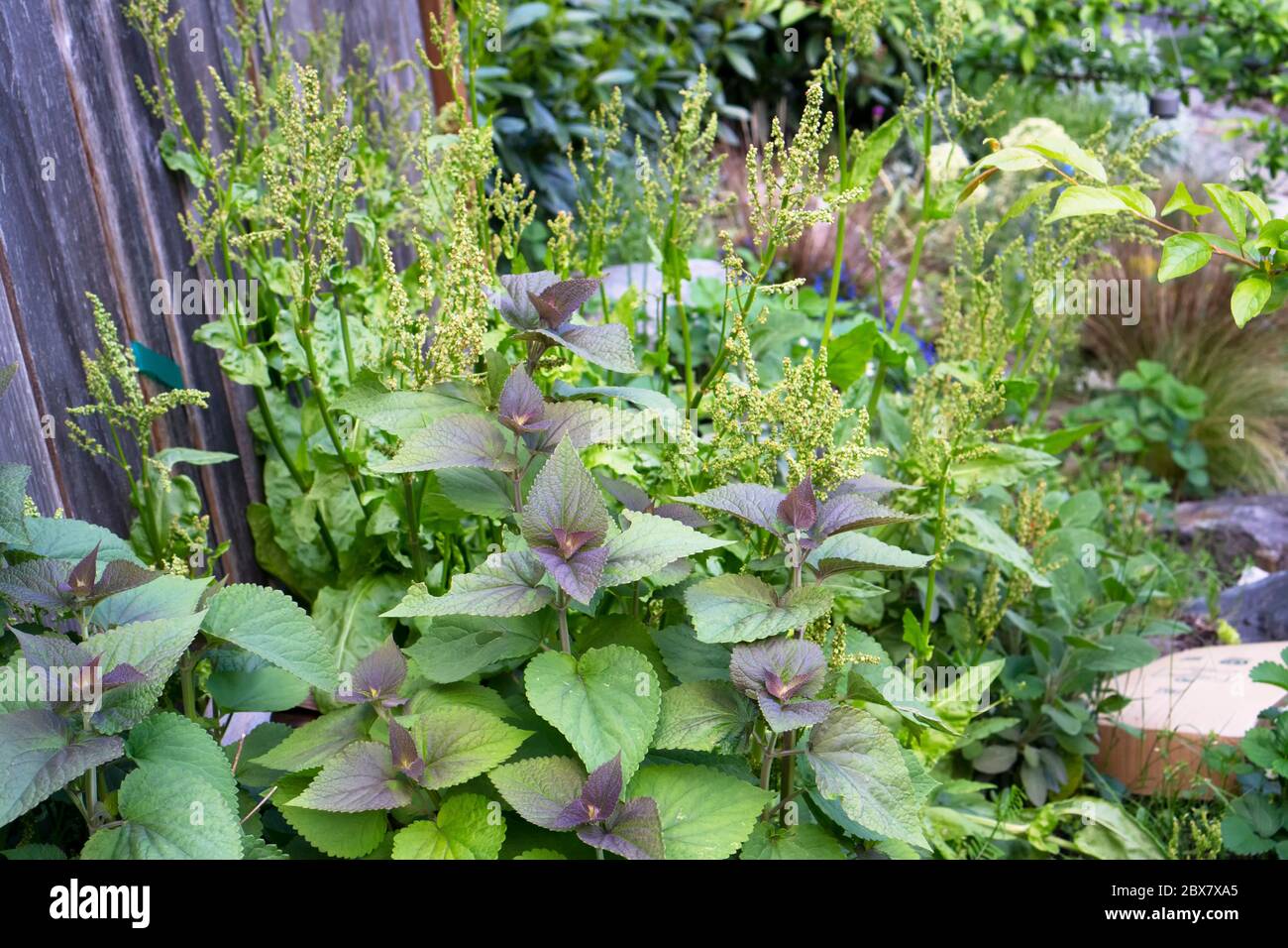 Anis-Ysop, eine Heilpflanze, wächst in einem Garten. Stockfoto