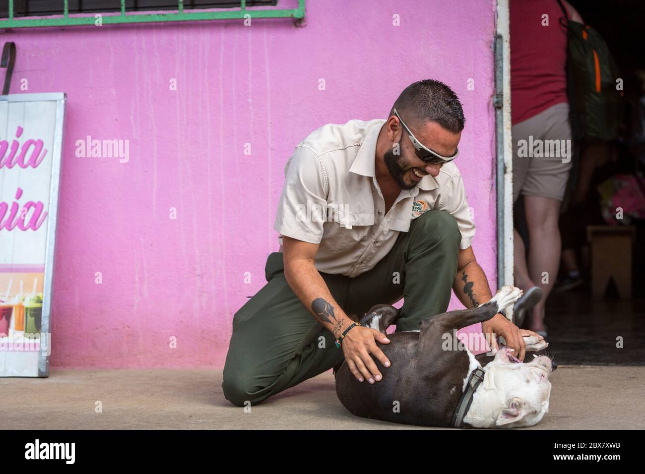 Mann spielt mit Pit Bull Terrier, Dos Rios, Costa Rica Stockfoto