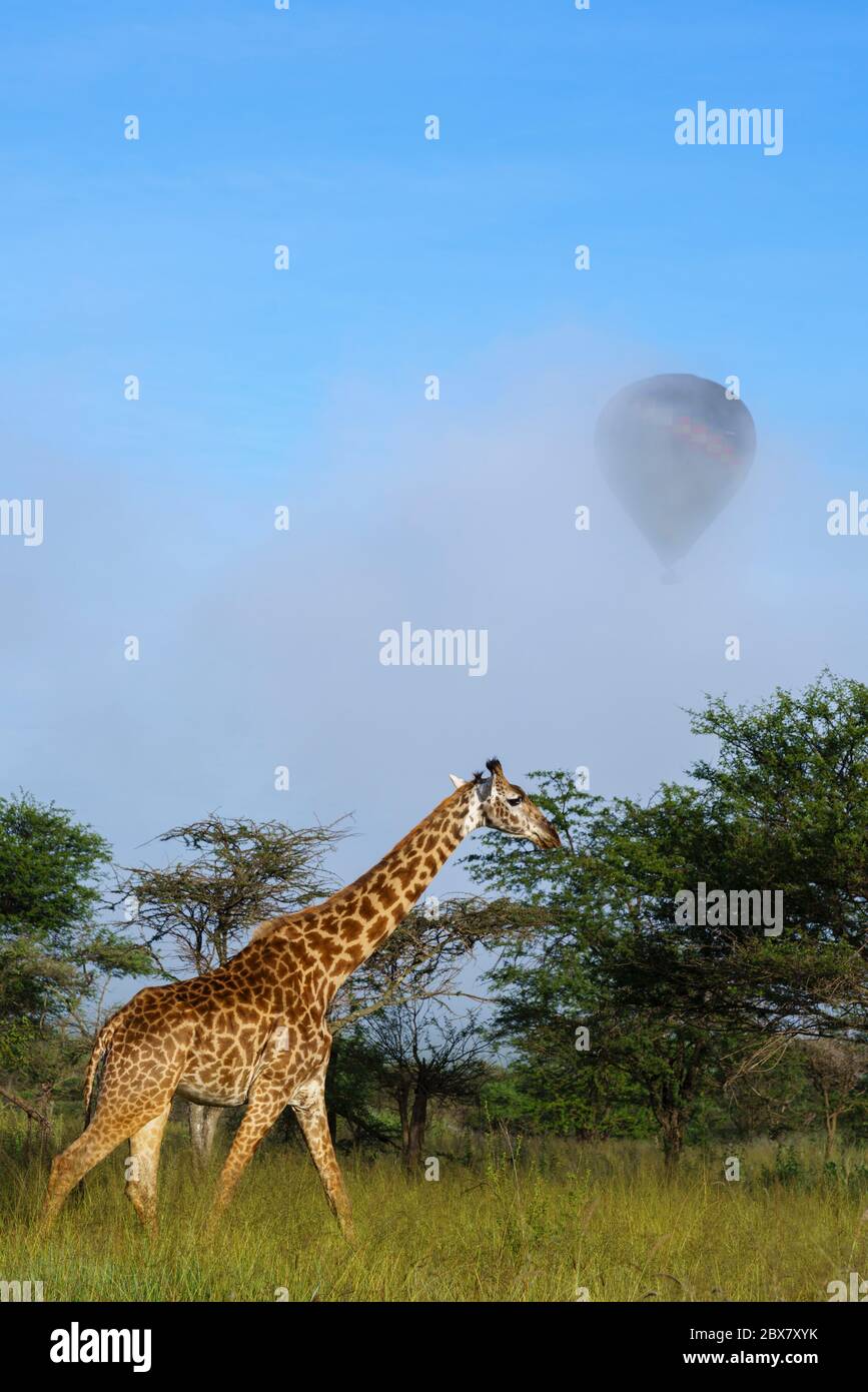 Giraffe und Heißluftballon im Morgennebel im Serengeti Nationalpark in Tanzaniza. Stockfoto