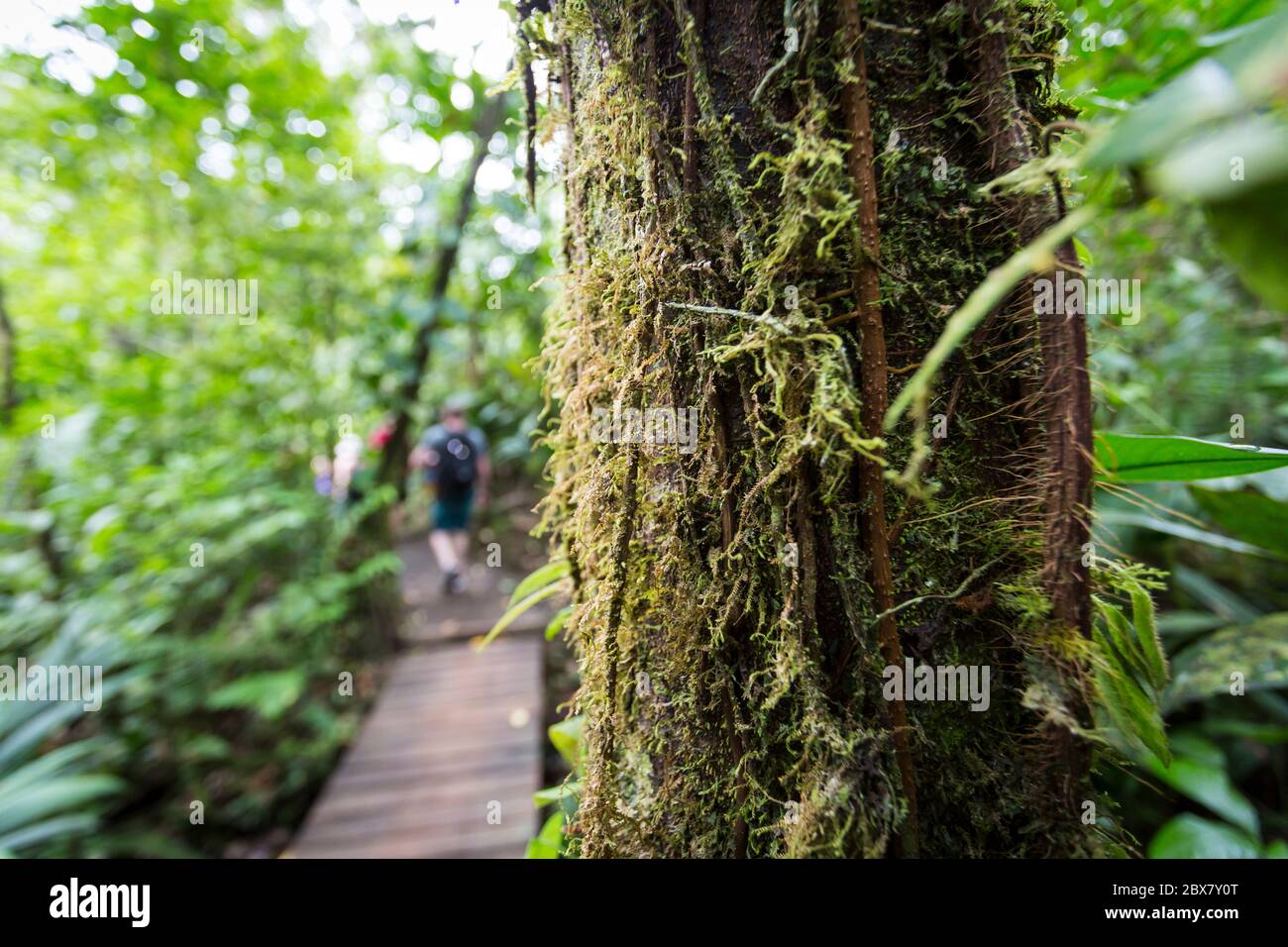 Selektiver Fokus, Nahaufnahme von Baum mit Moos mit Wanderern im Hintergrund, Sensoria, tropisches Regenwaldreservat, Rincon de la Vieja, Provincia de Alajuel Stockfoto