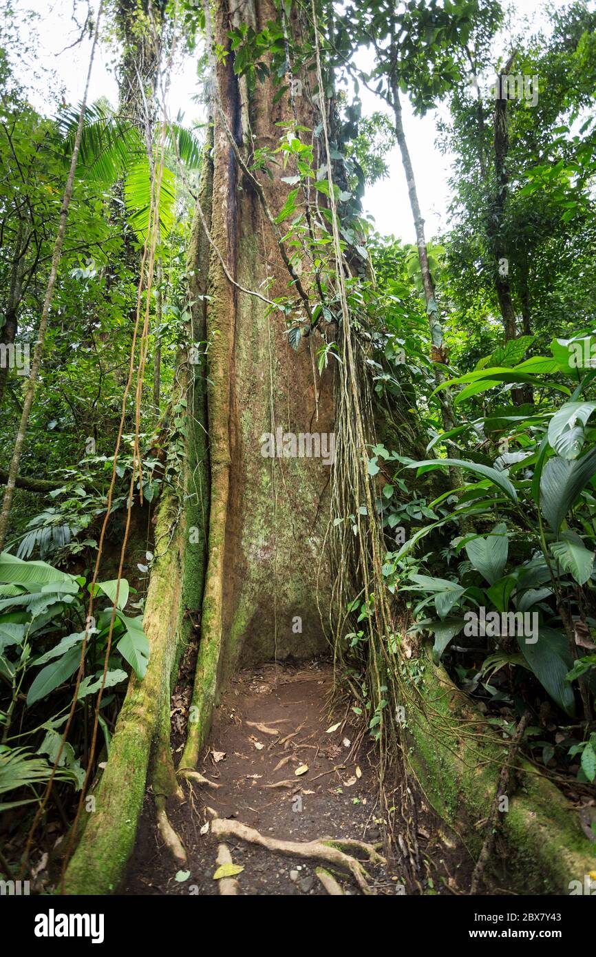 Regenwaldbaum mit Reben, die um Licht, Wasser und Stickstoff konkurrieren, Sensoria, tropisches Regenwaldreservat, Rincon de la Vieja, Provincia de Alajuela, Stockfoto