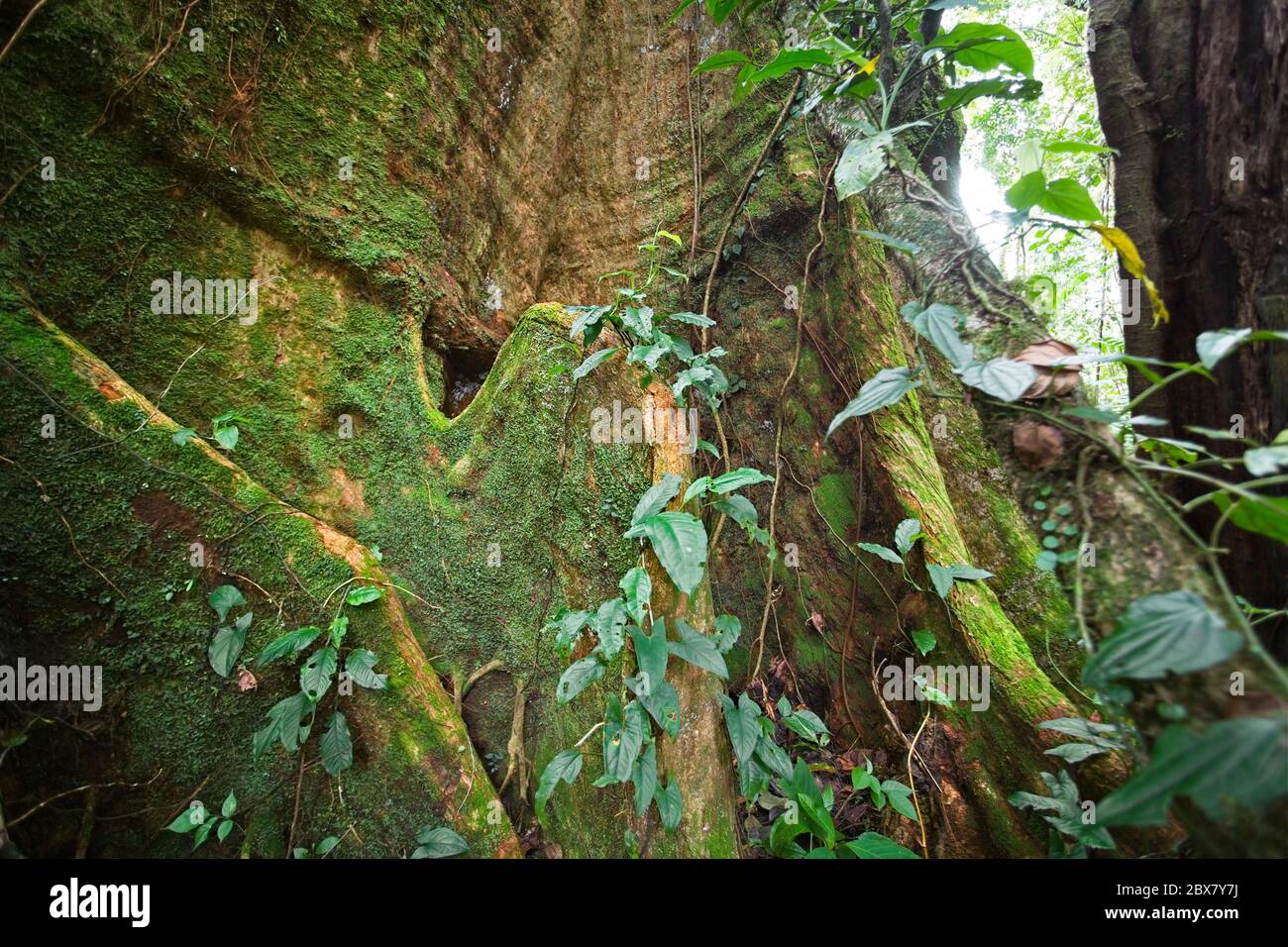 Regenwaldbaum mit Reben, die um Licht, Wasser und Stickstoff konkurrieren, Sensoria, tropisches Regenwaldreservat, Rincon de la Vieja, Provincia de Alajuela, Stockfoto